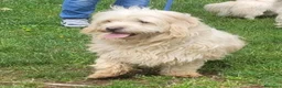 Meticcio cani in regalo: Snoopy, un meticcio coccolone - Annuncio 2