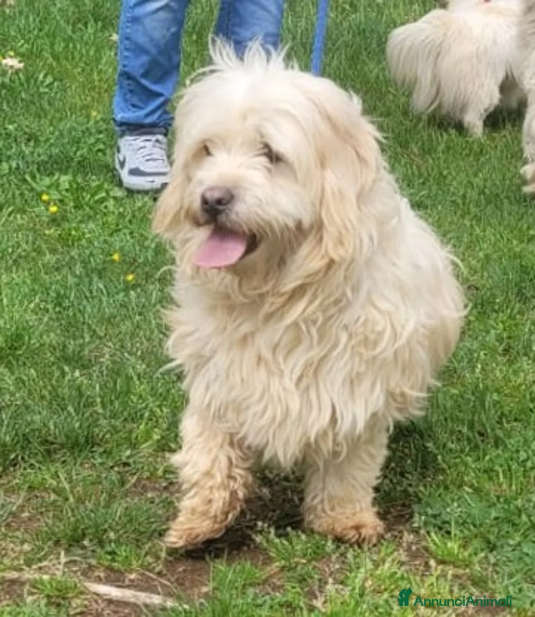Meticcio cani in regalo: Snoopy, un meticcio coccolone - Annuncio 2