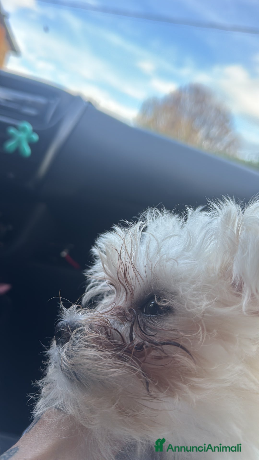 Maltese cani in vendita: Vendo questa maltese - Annuncio 6