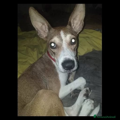 Altre razze cani CUCCIOLA - Annuncio 1