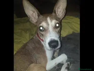 Altre razze cani CUCCIOLA - Annuncio 9