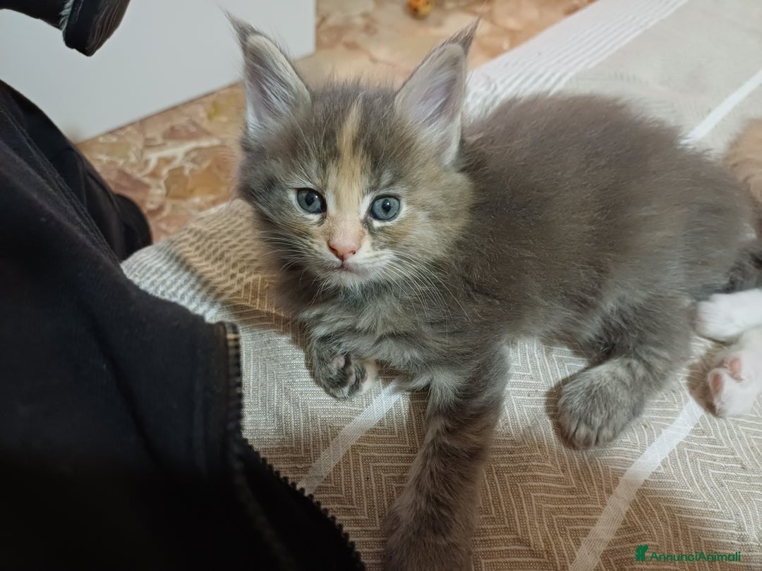 Maine Coon gatti in vendita: Cuccioli Maine Coon - Annuncio 5