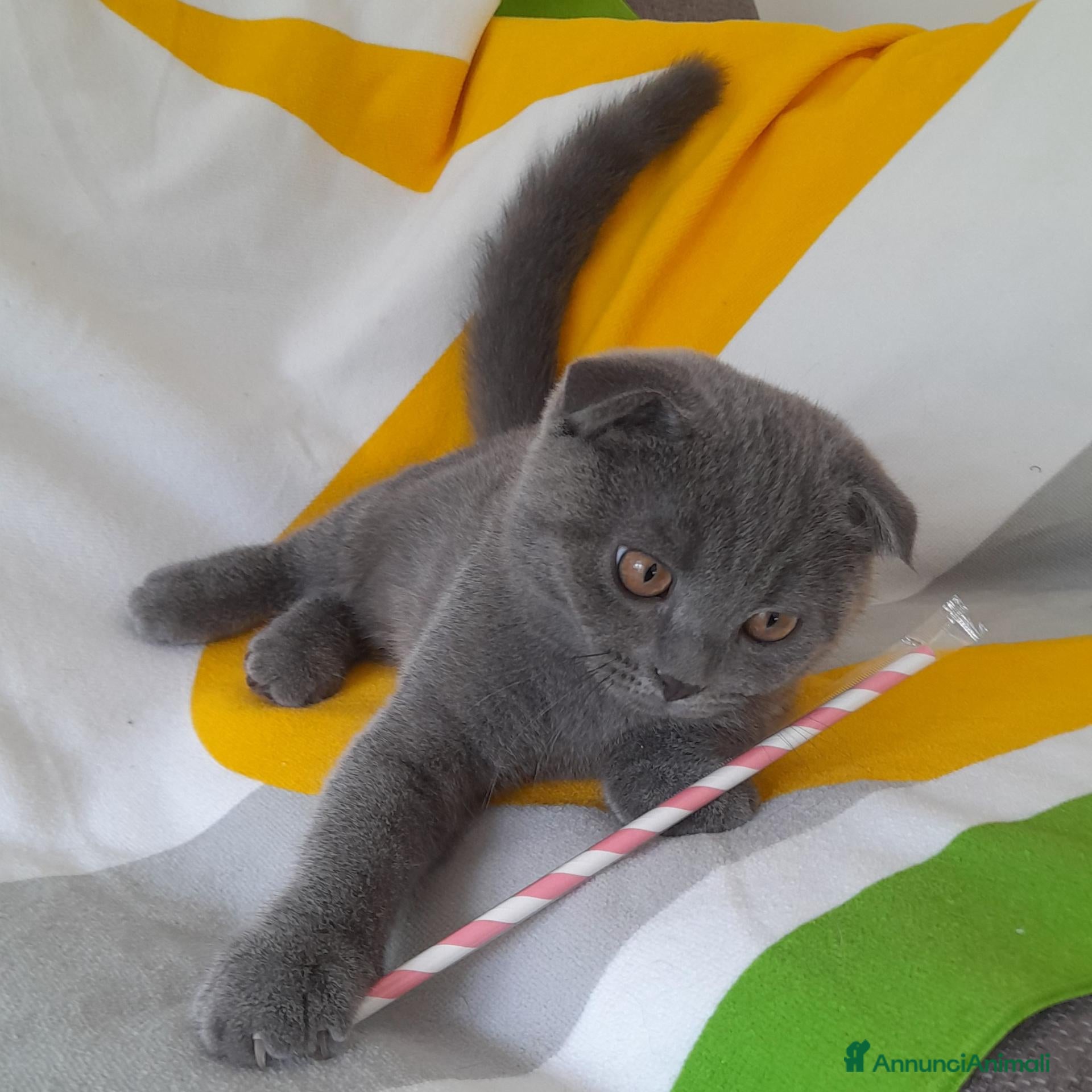 Scottish gatti Cucciolo Scottish fold  - Annuncio 2