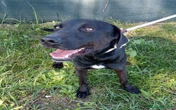 Labrador cani in regalo: Trump, simil labrador strepitoso nero a Provincia di Latina - Immagine 9