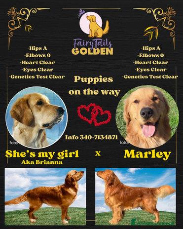 Golden Retriever cani - Annuncio 3