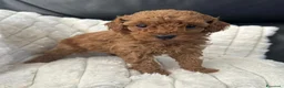 Barboncino Toy cani in vendita: Bellissimi Barboncini toy  - Annuncio 1