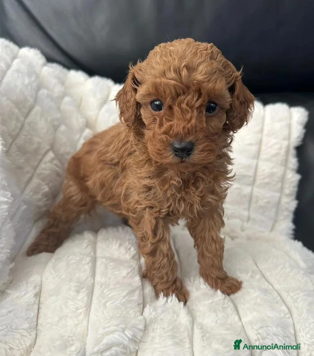 Barboncino Toy cani in vendita: Bellissimi Barboncini toy  - Annuncio 1