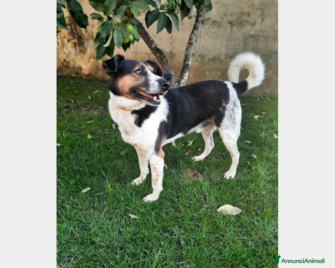 Meticcio cani in regalo: Mix Jack adulto SALIVA SUI TRENI E PARTIVA!CASERTA a Milano - Annuncio 1