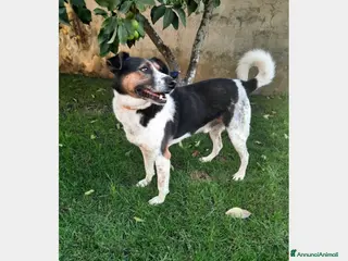 Meticcio cani Mix Jack adulto SALIVA SUI TRENI E PARTIVA!CASERTA a Milano - Annuncio 36