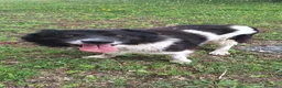 Meticcio cani in regalo: Cosmo 3 anni mix border collie - Annuncio 4