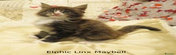 Maine Coon gatti in vendita: Fantastici cuccioli di Maine Coon disponibili - Annuncio 8