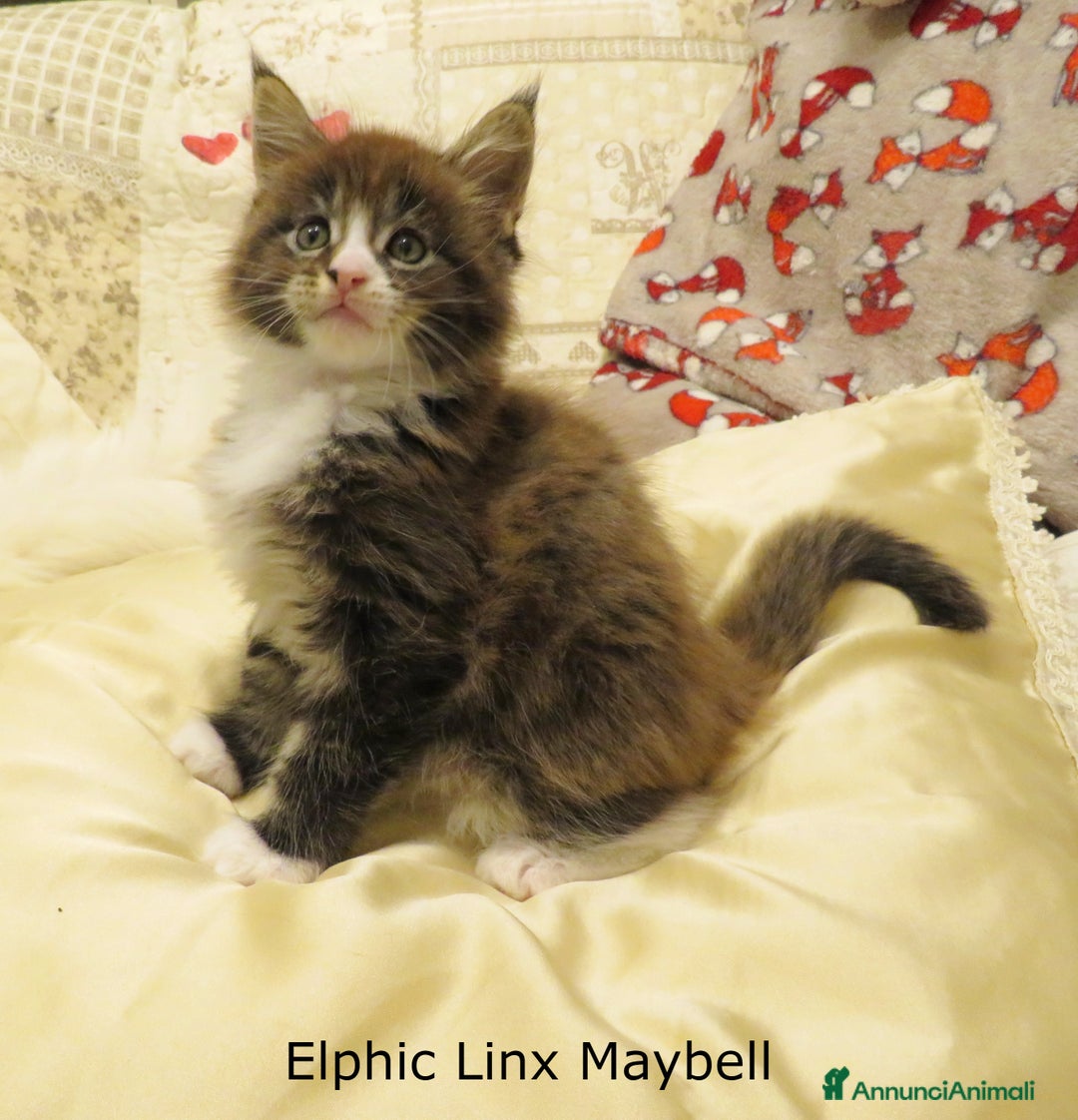 Maine Coon gatti in vendita: Fantastici cuccioli di Maine Coon disponibili - Annuncio 8