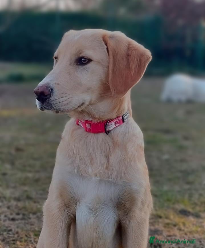 Meticcio cani Danny meraviglioso cucciolo di 4 mesi e mezzo - Annuncio 2