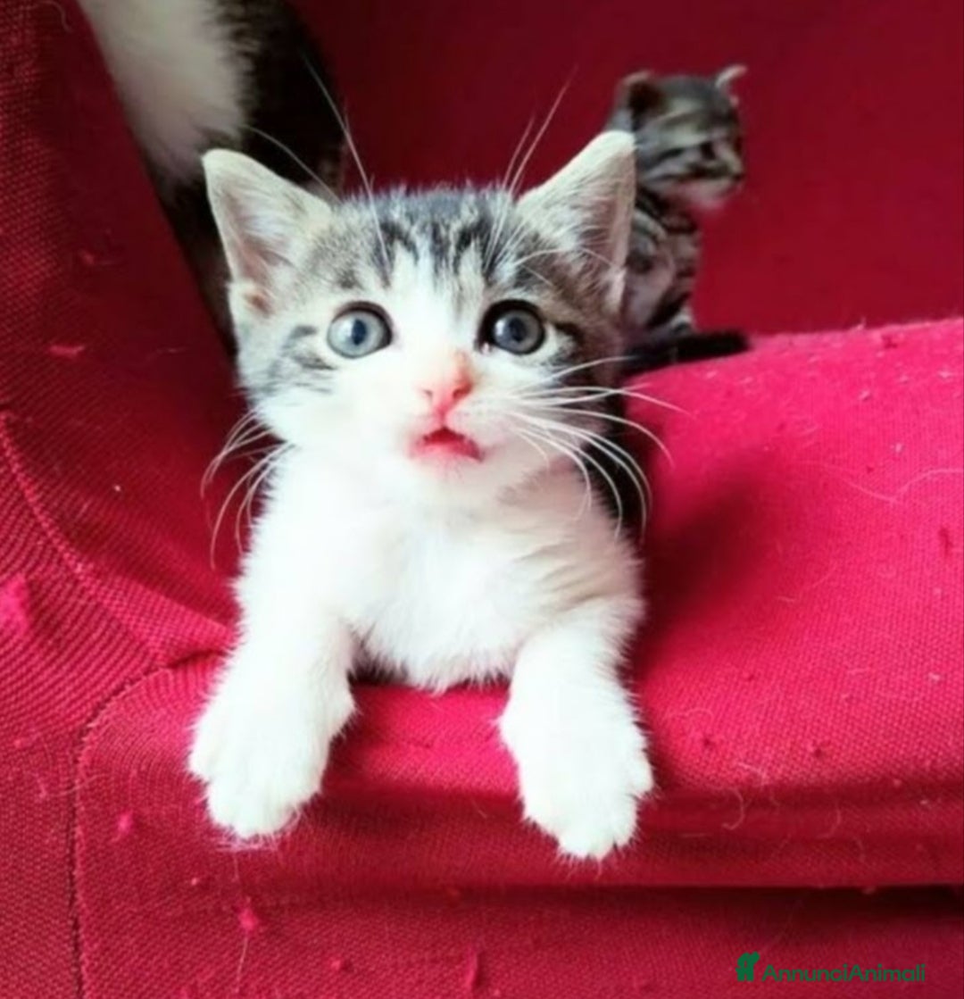 Altre razze gatti Gattini Mix.  - Annuncio 21