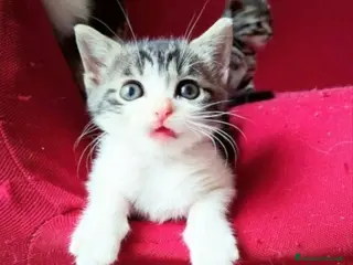 Altre razze gatti Gattini Mix. - Annuncio 21