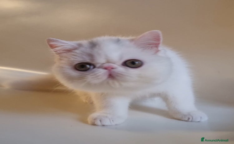Exotic Shorthair gatti Arcobaleno Rose - Annuncio 2