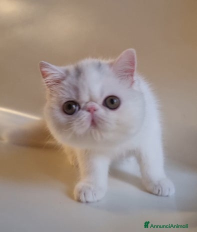 Exotic Shorthair gatti Arcobaleno Rose - Annuncio 2