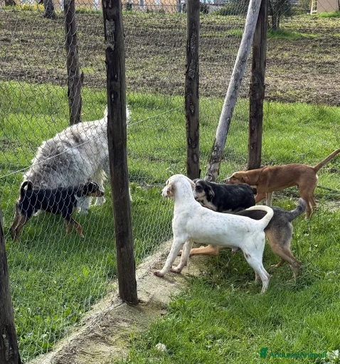 Immagine della galleria {{count}}