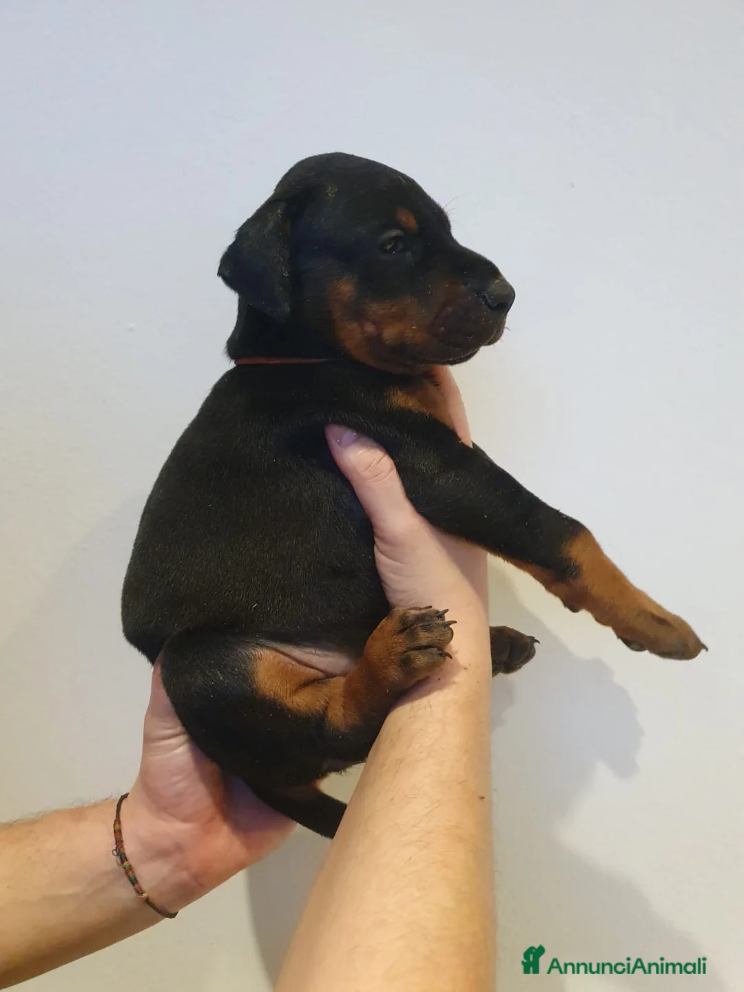 Dobermann cani in vendita: Cuccioli di Dobermann - Annuncio 12