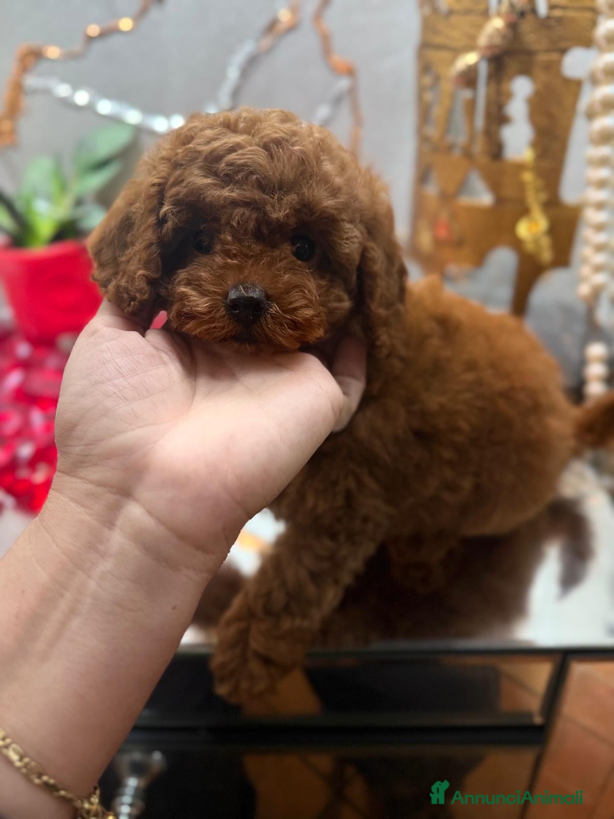 Barboncino Toy cani Barboncine toy  - Annuncio 2