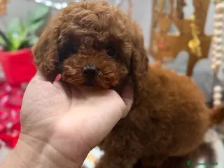 Barboncino Toy cani Barboncine toy - Annuncio 2