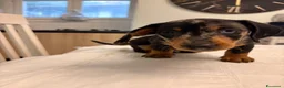 Bassotto Nano cani in vendita: Cuccioli di bassotto a pelo corto Arlecchino  - Annuncio 7