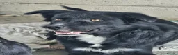 Meticcio cani in regalo:  Iron - Annuncio 5