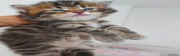 Siberiano gatti in vendita: Cuccioli di gatto Siberiano Certificati  - Annuncio 2