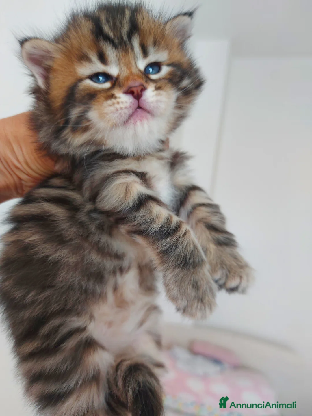 Siberiano gatti in vendita: Cuccioli di gatto Siberiano Certificati  - Annuncio 2
