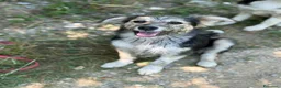 Meticcio cani in regalo: 4 cuccioli di TAGLIA PICCOLA super dolci! - Annuncio 9