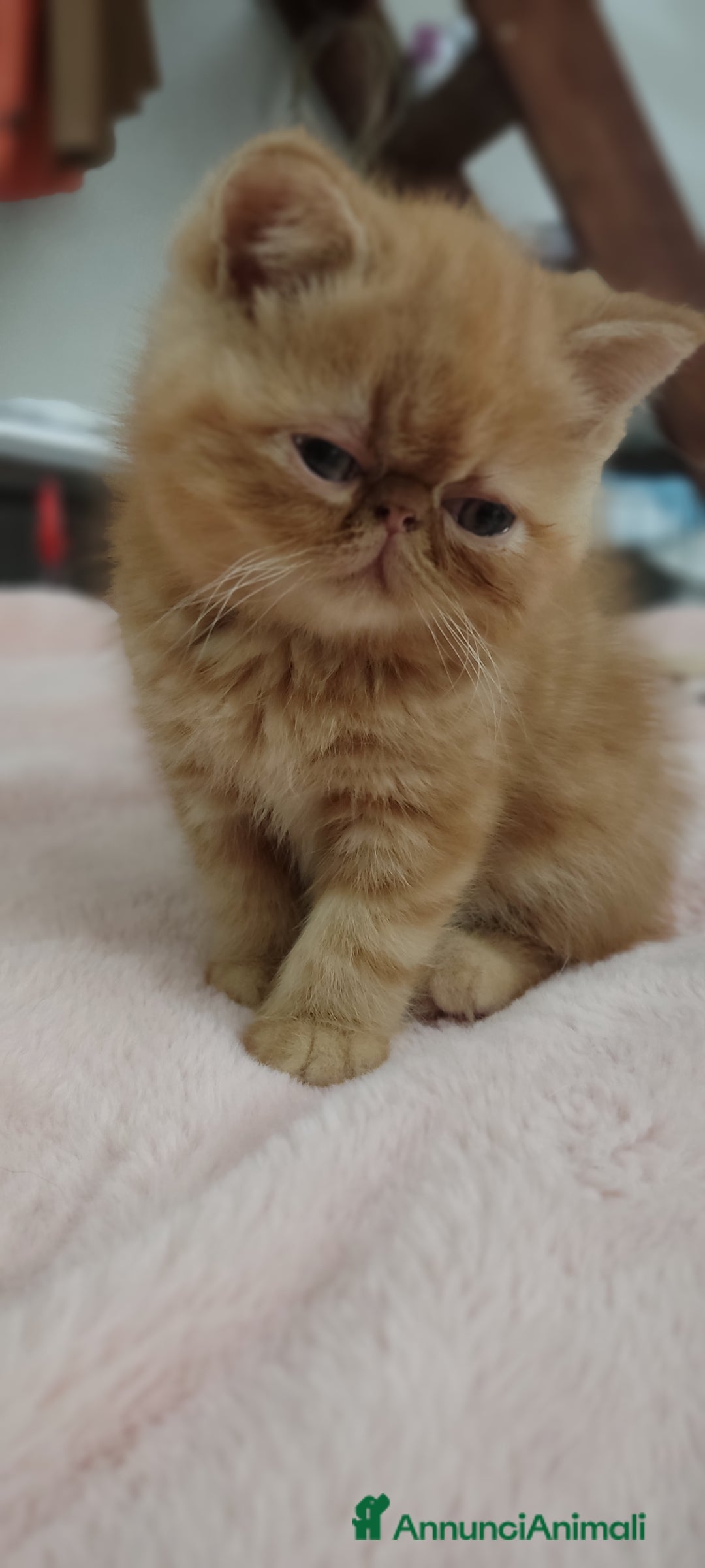 Exotic Shorthair gatti in vendita: Cuccioli gatto Exotica short hair - Annuncio 2