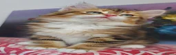 Siberiano gatti in vendita: Cucciolo Siberiano Certificato  - Annuncio 8