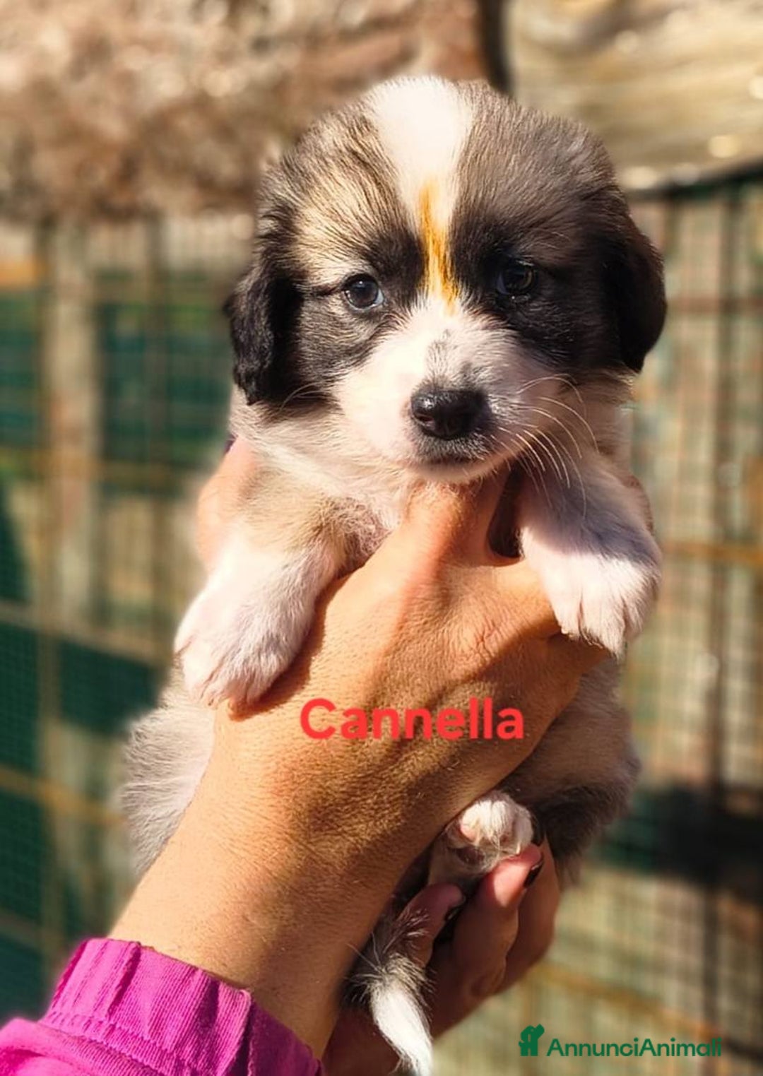 Meticcio cani in regalo: Pandoro Pallino TorroncinoFioccoLuceCannellaStella - Annuncio 1
