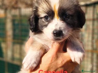 Meticcio cani Pandoro Pallino TorroncinoFioccoLuceCannellaStella - Annuncio 33