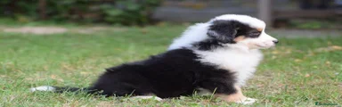 Miniature American Shepherd 2