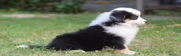 Miniature American Shepherd cani in vendita: MINIATURE AMERICAN SHEPHERD - Annuncio 7