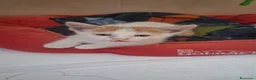 Meticcio cani in regalo: GATTINI DOLCISSIMI - Annuncio 5
