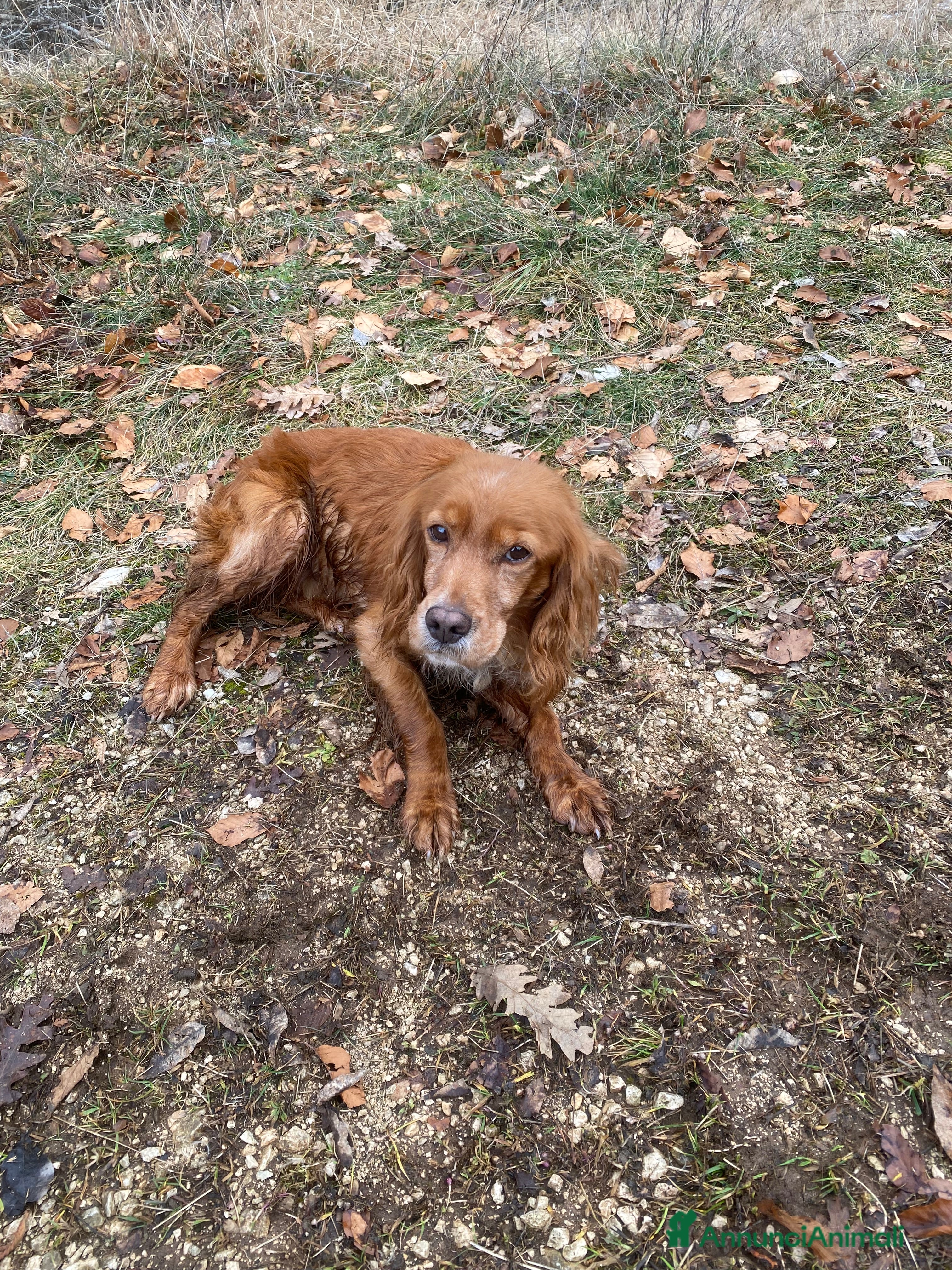 Breton cani Regalo - Annuncio 2