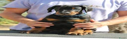 Dobermann cani in vendita: Cuccioli di Dobermann  - Annuncio 4