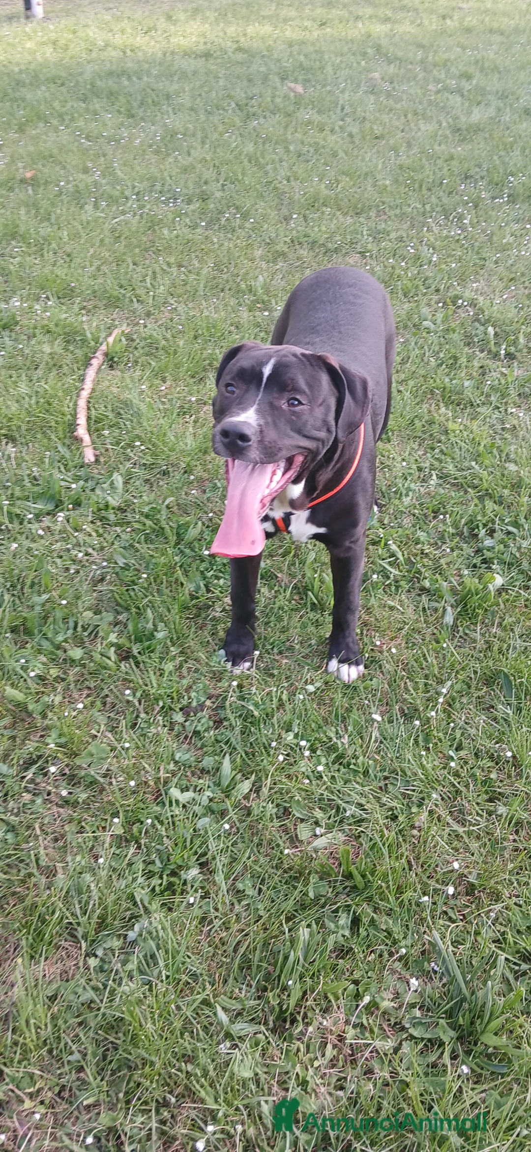 Meticcio gatti in regalo: Jack  a Provincia di Parma - Annuncio 3