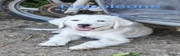 Meticcio cani in regalo: NAPOLEONE, CICCIO, JACK, ATHENA e FIFY - Annuncio 3