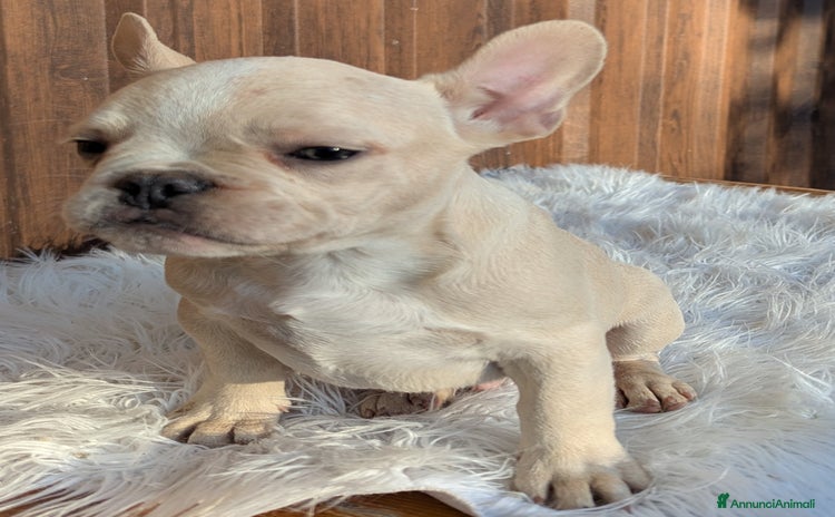 Bulldog Francese cani - Annuncio 2