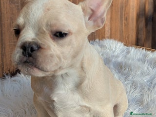 Bulldog Francese cani - Annuncio 24