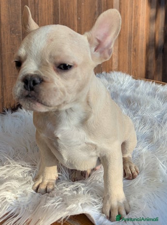 Bulldog Francese cani Bulldog francese blu fawn - Annuncio 2