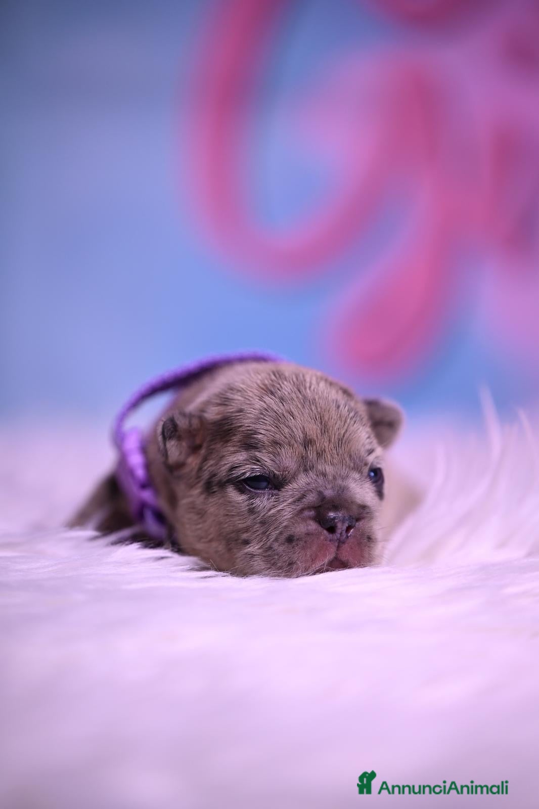 Bulldog Francese cani Cuccioli di Bullodog Francese  - Annuncio 1