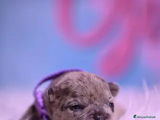 Bulldog Francese cani Cuccioli di Bullodog Francese - Annuncio 2