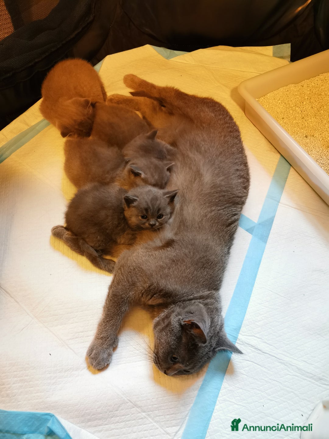 Scottish gatti in vendita: Gattini, cuccioli Scottish, British Straight  - Annuncio 3