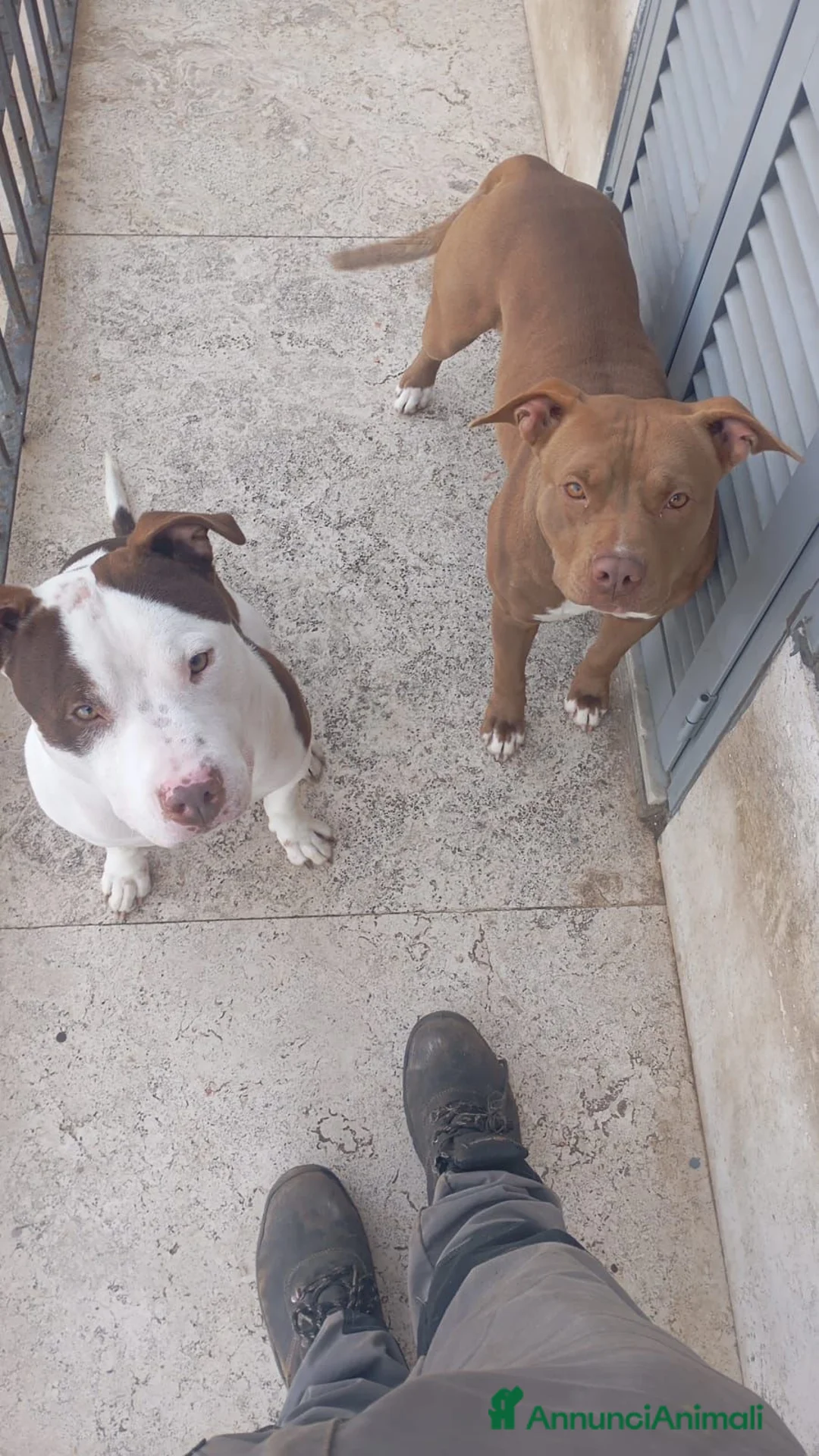 Pitbull cani in vendita: cuccioli pitbull  a Città metropolitana di Roma Capitale - Annuncio 2