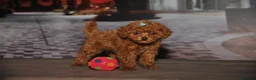 Barboncino Toy cani in vendita: Barboncino mini toy - Annuncio 5