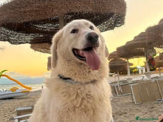 Pastore Maremmano cani Tony meraviglioso Angelo di 4 anni rinchiuso - Annuncio 6